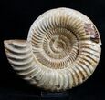 Large Inch Ammonite - Great Display #1961-1